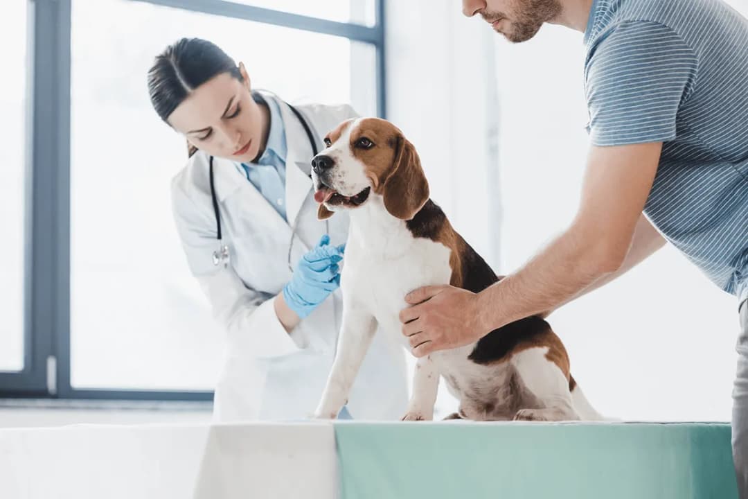 Vet and Dog