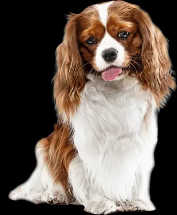 Cute Dog